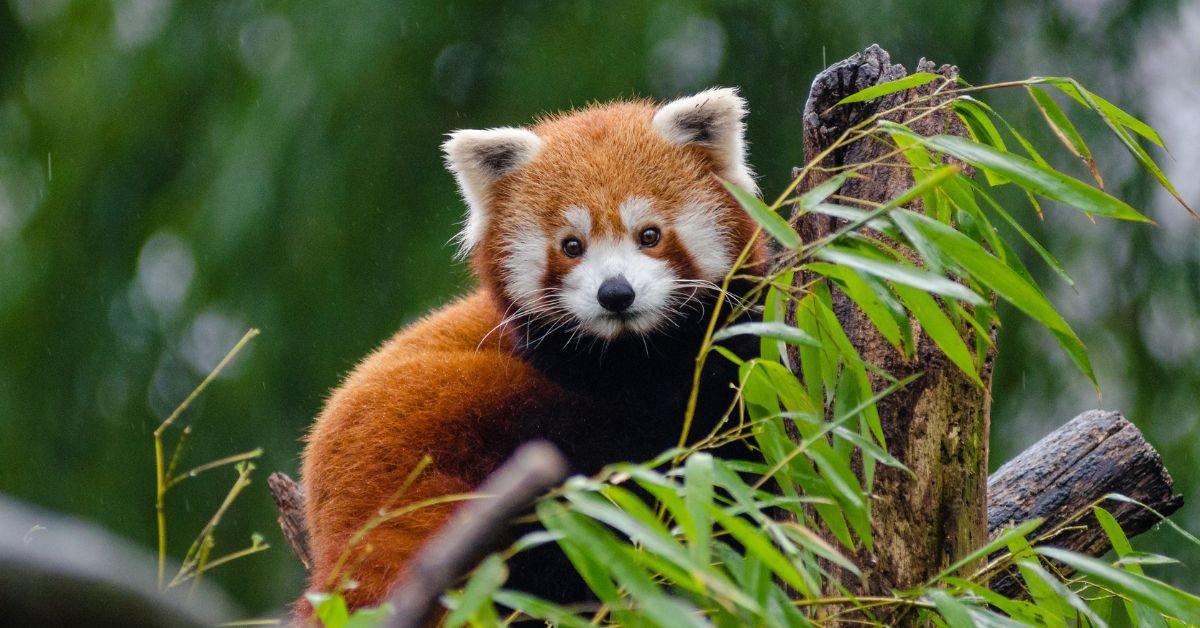 Manas National Park