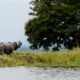 Kaziranga