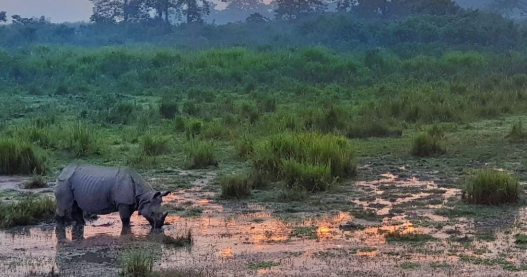 Kaziranga